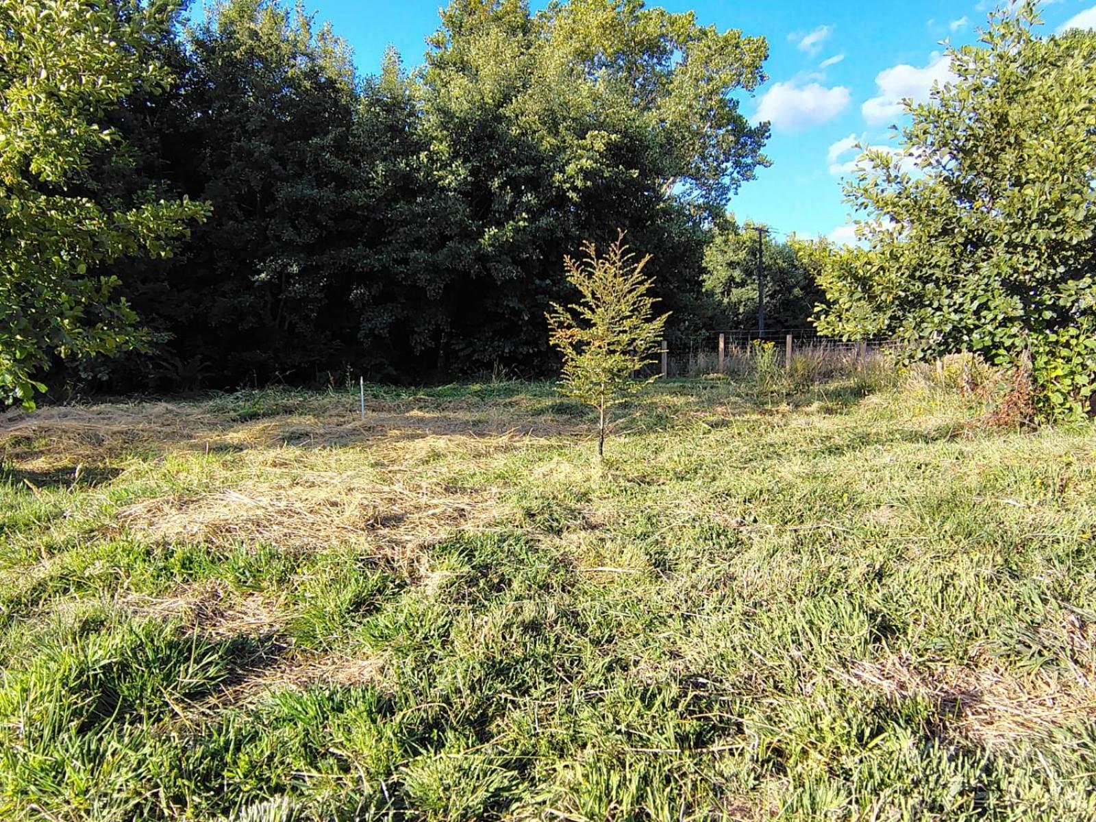 Cabana Valdivia Piedra Blanca 1 Dış mekan fotoğraf